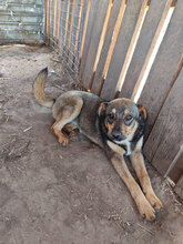 TOFFEE, Hund, Mischlingshund in Rumänien - Bild 4