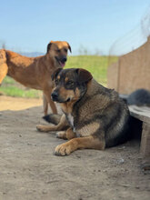 TOFFEE, Hund, Mischlingshund in Rumänien - Bild 6