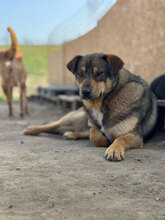 TOFFEE, Hund, Mischlingshund in Rumänien - Bild 7