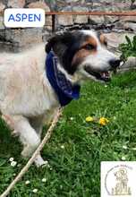 ASPEN, Hund, Mischlingshund in Bosnien und Herzegowina - Bild 1