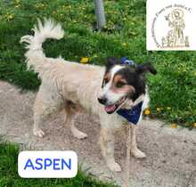 ASPEN, Hund, Mischlingshund in Bosnien und Herzegowina - Bild 2