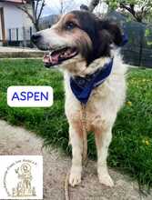 ASPEN, Hund, Mischlingshund in Bosnien und Herzegowina - Bild 3