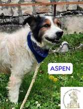 ASPEN, Hund, Mischlingshund in Bosnien und Herzegowina - Bild 4