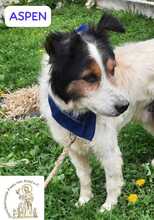 ASPEN, Hund, Mischlingshund in Bosnien und Herzegowina - Bild 5