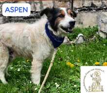 ASPEN, Hund, Mischlingshund in Bosnien und Herzegowina - Bild 6