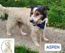 ASPEN, Hund, Mischlingshund in Bosnien und Herzegowina - Bild 7