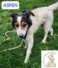 ASPEN, Hund, Mischlingshund in Bosnien und Herzegowina - Bild 8