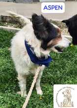 ASPEN, Hund, Mischlingshund in Bosnien und Herzegowina - Bild 9