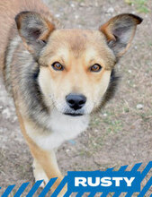 RUSTY, Hund, Mischlingshund in Bulgarien - Bild 1