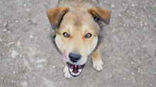 RUSTY, Hund, Mischlingshund in Bulgarien - Bild 2