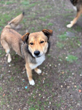 RUSTY, Hund, Mischlingshund in Bulgarien - Bild 3