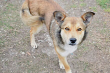 RUSTY, Hund, Mischlingshund in Bulgarien - Bild 4