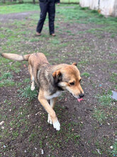 RUSTY, Hund, Mischlingshund in Bulgarien - Bild 5