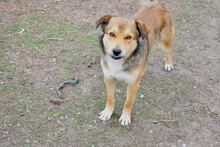 RUSTY, Hund, Mischlingshund in Bulgarien - Bild 6