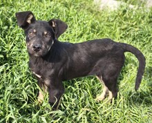 PAULI, Hund, Mischlingshund in Rumänien - Bild 1
