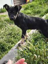 PAULI, Hund, Mischlingshund in Rumänien - Bild 10