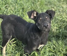 PAULI, Hund, Mischlingshund in Rumänien - Bild 11