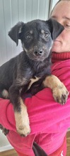 PAULI, Hund, Mischlingshund in Rumänien - Bild 12