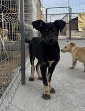 PAULI, Hund, Mischlingshund in Rumänien - Bild 2