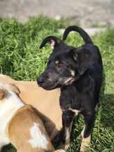 PAULI, Hund, Mischlingshund in Rumänien - Bild 3