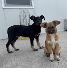 PAULI, Hund, Mischlingshund in Rumänien - Bild 4