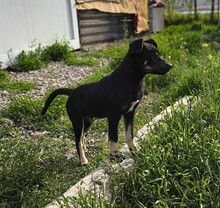 PAULI, Hund, Mischlingshund in Rumänien - Bild 6