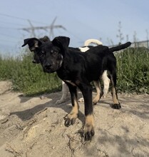PAULI, Hund, Mischlingshund in Rumänien - Bild 7