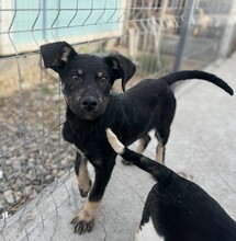 PAULI, Hund, Mischlingshund in Rumänien - Bild 8