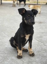 PAULI, Hund, Mischlingshund in Rumänien - Bild 9