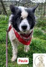 PAULA, Hund, Mischlingshund in Bosnien und Herzegowina - Bild 1