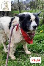 PAULA, Hund, Mischlingshund in Bosnien und Herzegowina - Bild 2