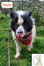 PAULA, Hund, Mischlingshund in Bosnien und Herzegowina - Bild 3