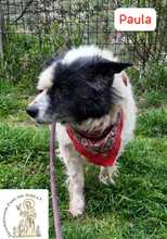 PAULA, Hund, Mischlingshund in Bosnien und Herzegowina - Bild 4