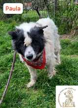 PAULA, Hund, Mischlingshund in Bosnien und Herzegowina - Bild 5