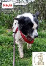 PAULA, Hund, Mischlingshund in Bosnien und Herzegowina - Bild 7