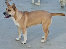 DOINA, Hund, Mischlingshund in Rumänien - Bild 1