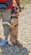 DOINA, Hund, Mischlingshund in Rumänien - Bild 3
