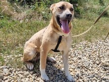 DOINA, Hund, Mischlingshund in Rumänien - Bild 4