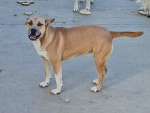 DOINA, Hund, Mischlingshund in Rumänien - Bild 8
