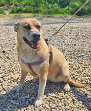 DOINA, Hund, Mischlingshund in Rumänien - Bild 9