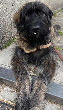 DAMON, Hund, Mischlingshund in München - Bild 2