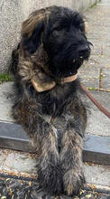 DAMON, Hund, Mischlingshund in München - Bild 5