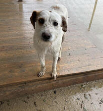 BISCOTTI, Hund, Mischlingshund in Portugal - Bild 1