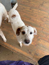 BISCOTTI, Hund, Mischlingshund in Portugal - Bild 2