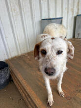 BISCOTTI, Hund, Mischlingshund in Portugal - Bild 3