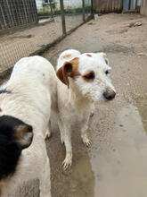 BISCOTTI, Hund, Mischlingshund in Portugal - Bild 4