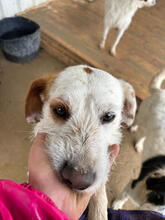 BISCOTTI, Hund, Mischlingshund in Portugal - Bild 5