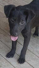 MOHN, Hund, Mischlingshund in Portugal - Bild 1