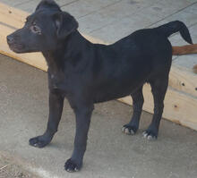 MOHN, Hund, Mischlingshund in Portugal - Bild 2