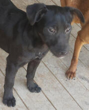 MOHN, Hund, Mischlingshund in Portugal - Bild 3